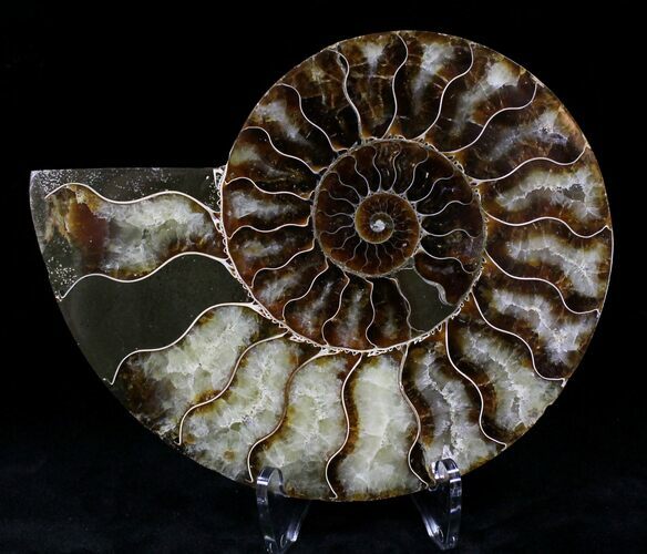 Cut Ammonite Fossil (Half) - Agatized #21161